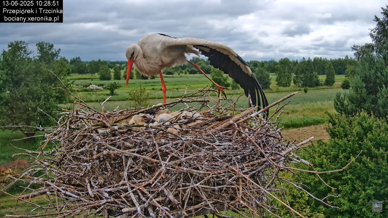 13062025bociany25