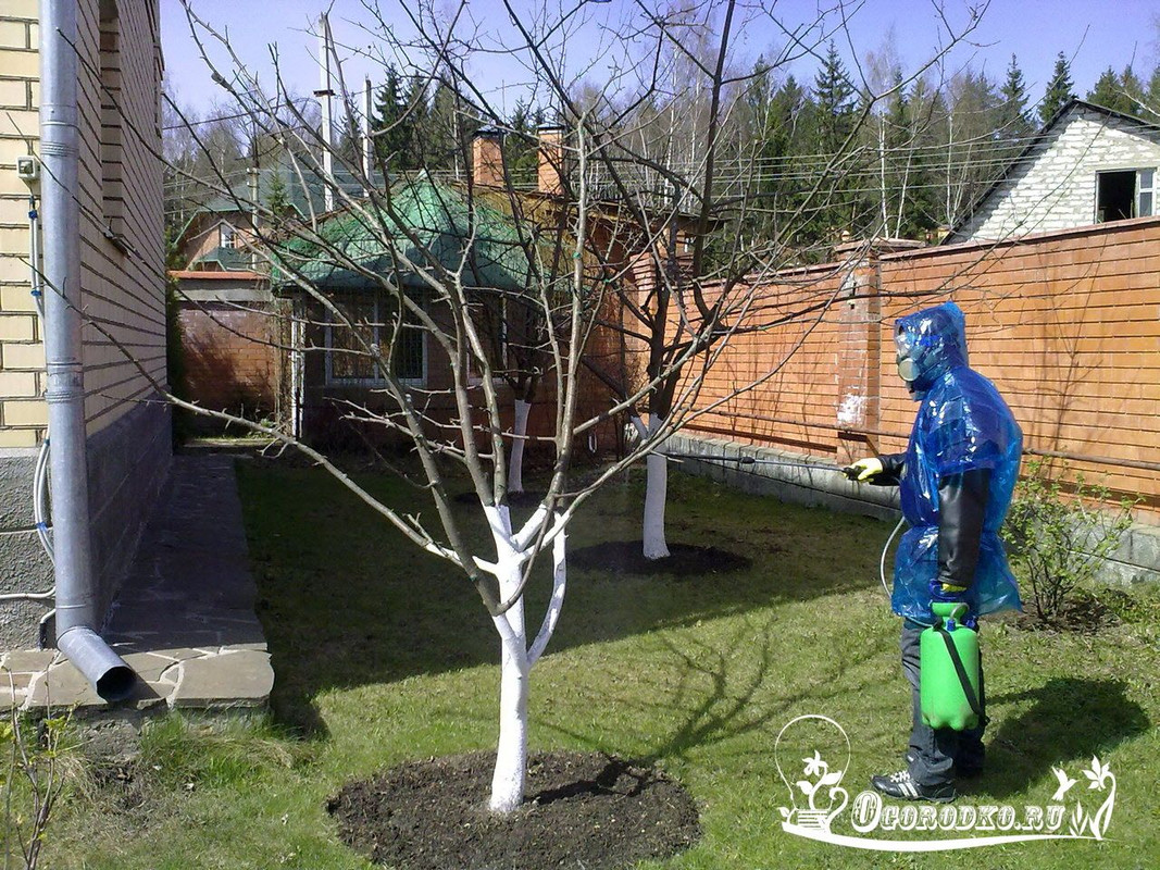 Основные приемы подготовки плодовых деревьев к зиме