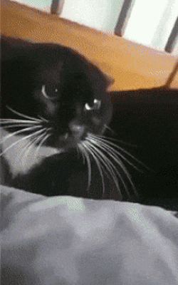 https://i.postimg.cc/63cCBJr5/3.gif