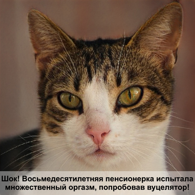 самая мелкая порода кошек