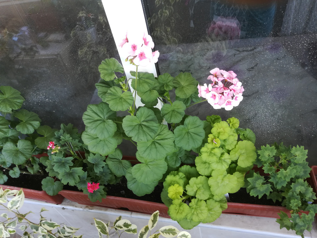 IMG_20190331_121005