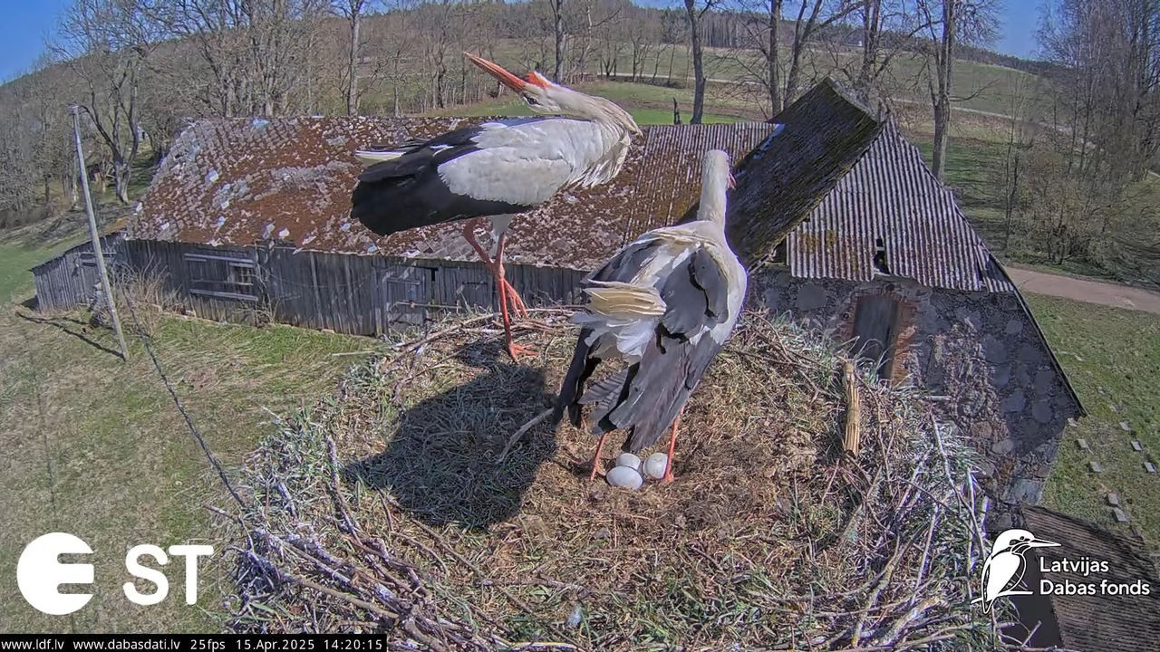 (15) Baltie stārķi (Ciconia ciconia) Tukuma novadā __ White storks in Tukums, Latvia - YouTube - 506
