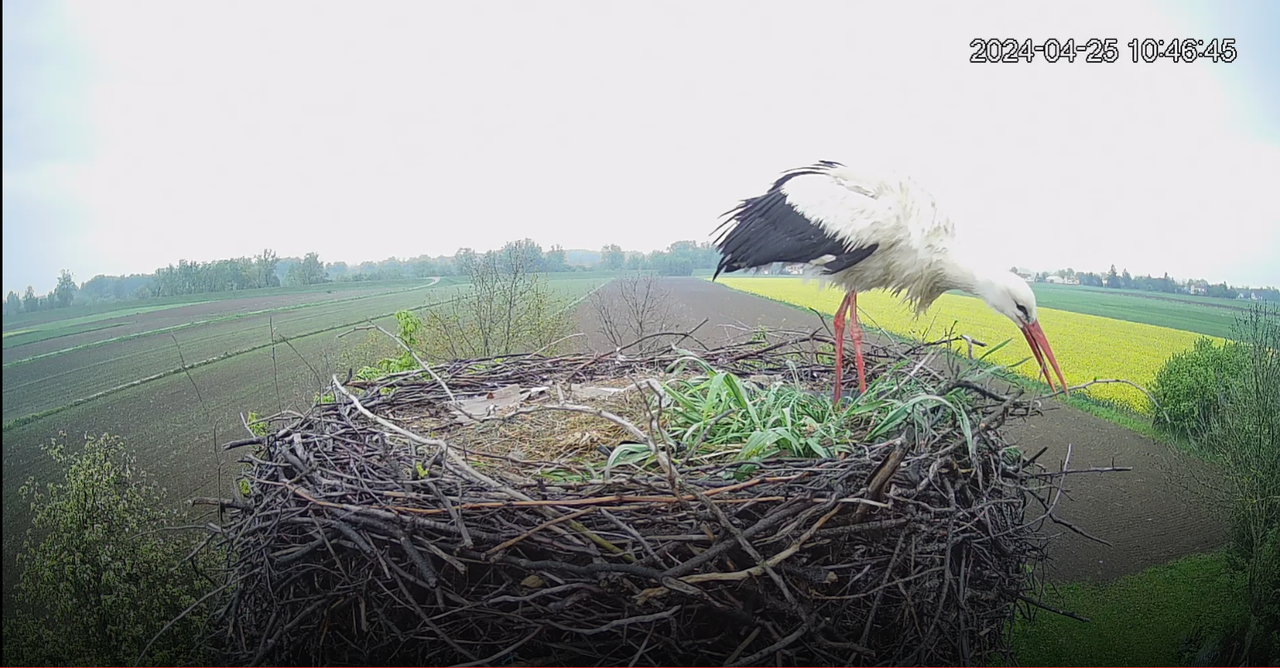 Zrzut ekranu 2024-04-25 104716