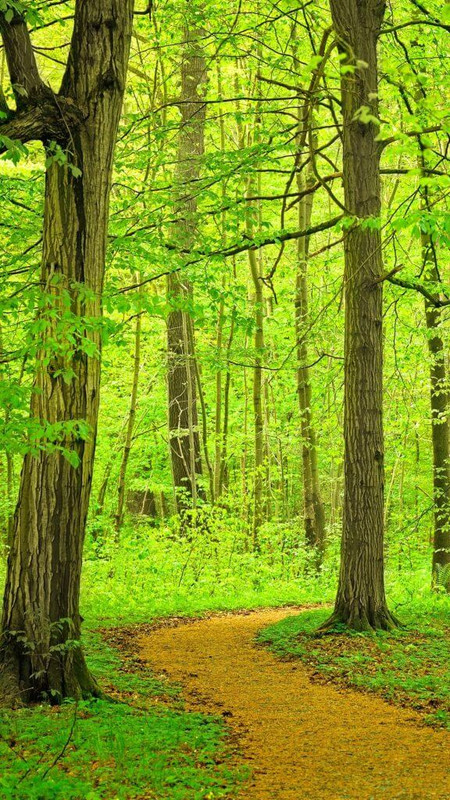 Path through beech tree forest, Germany 2