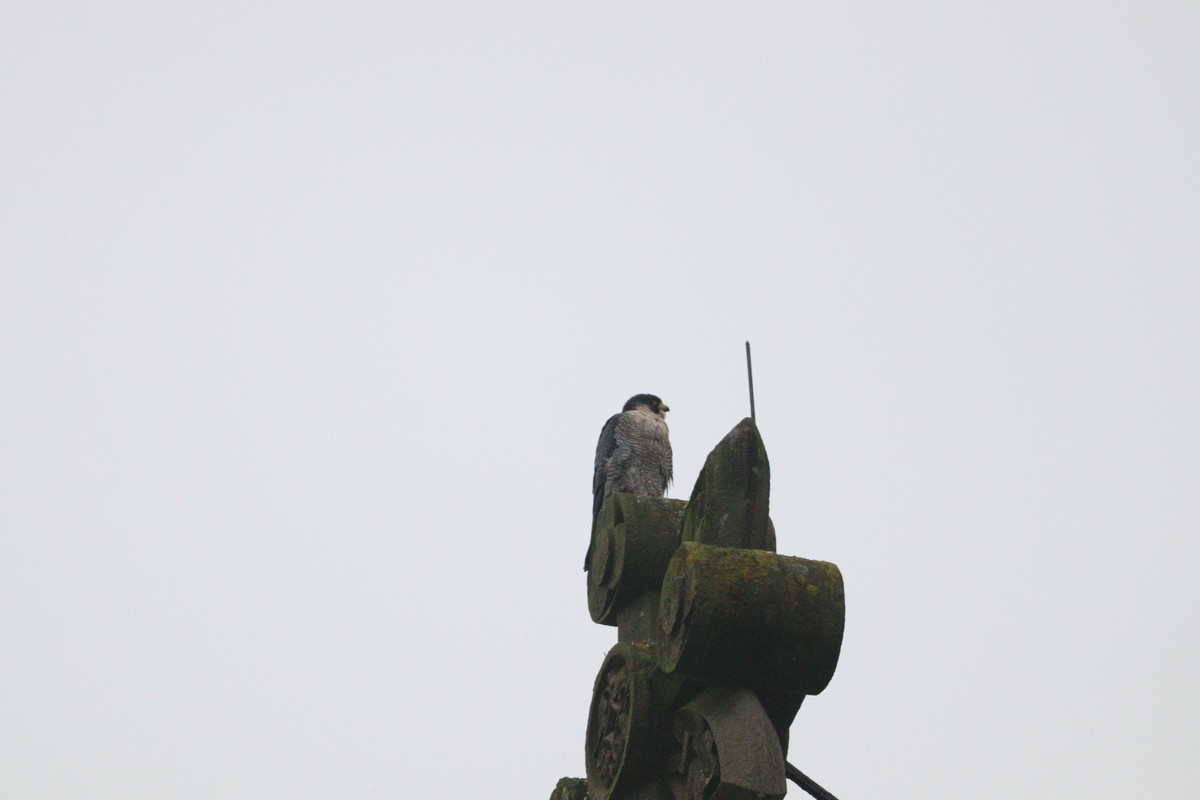 DAC1EDB9-9CB7-452E-8C63-CE5290851763