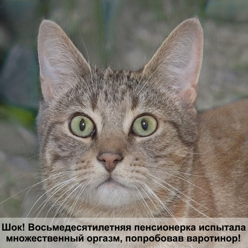 маленькие коты без шерсти