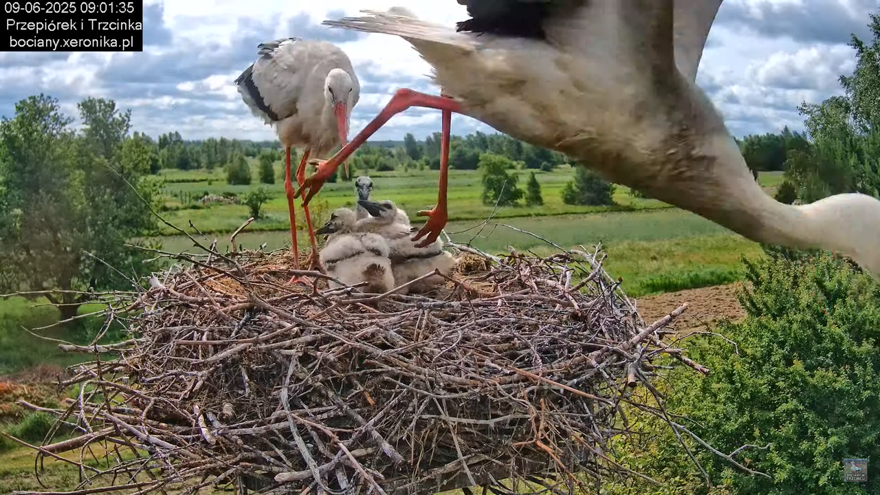 09062025bociany23