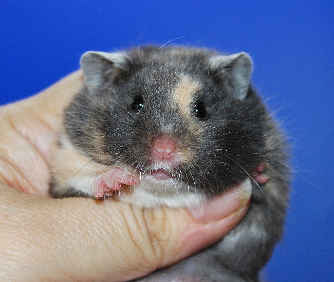 Яшма 21.04.22-01