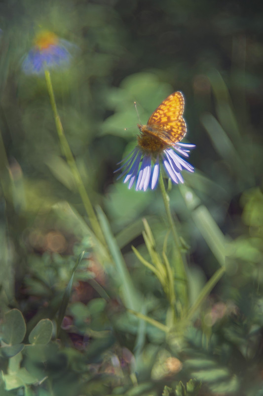 бабочки-цветочки
