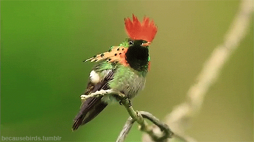 tumblr-n3e5j6pk-Pn1s9rrcgo1-500.gif