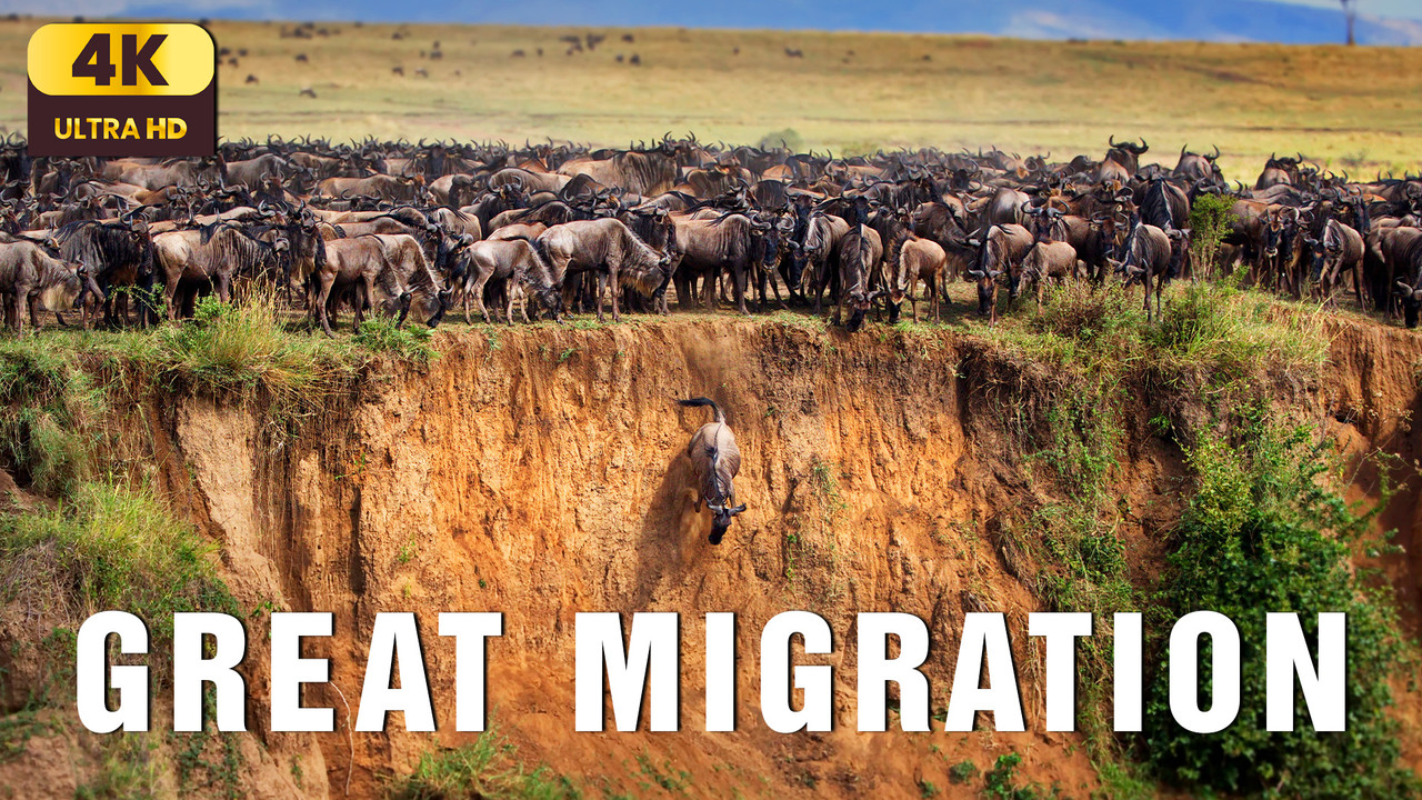 The Great Migration – A Cinematic Journey Across Africa’s Endless Plains | Relaxing Nature Film 4K