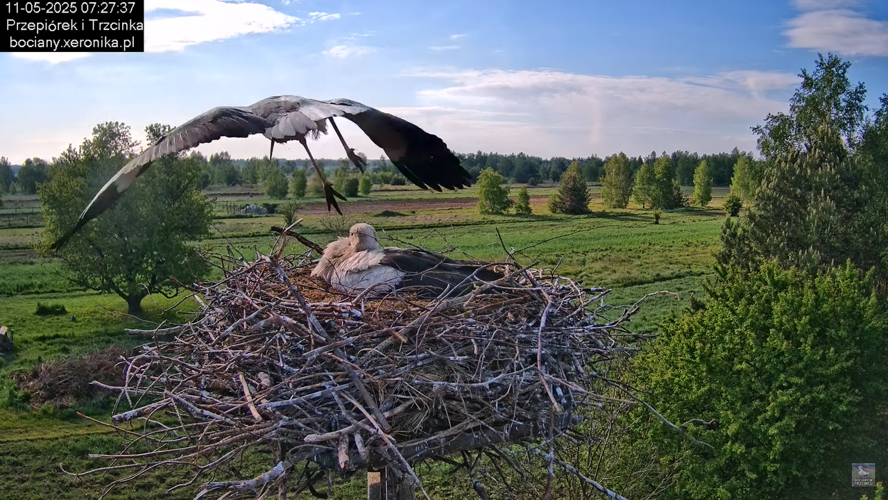11052025bociany12