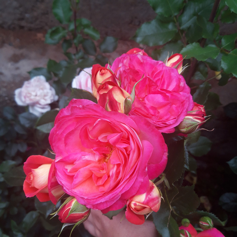 20190610_103114