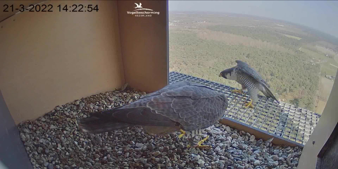 campics BDL 2022 va 20 maart 2022 ©VWGGemert/Vogelbescherming Nederland - Pagina 3 Video-2022-03-21-142454-Trim-Moment-2