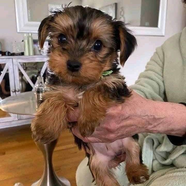 Zeus Yorkie