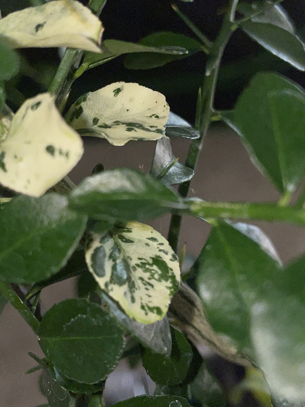 0842A471-55F0-43A4-86FC-7C164449BB02