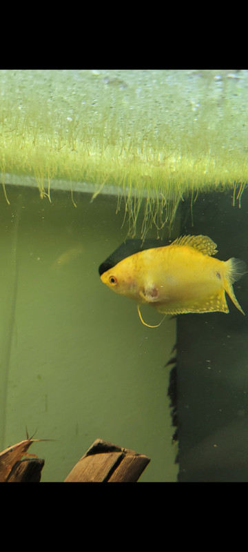 Screenshot_20240707_143723_Gallery