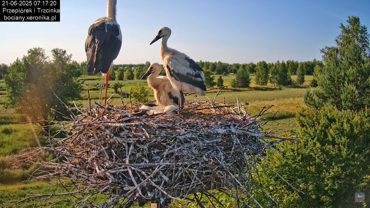 21062025bociany11