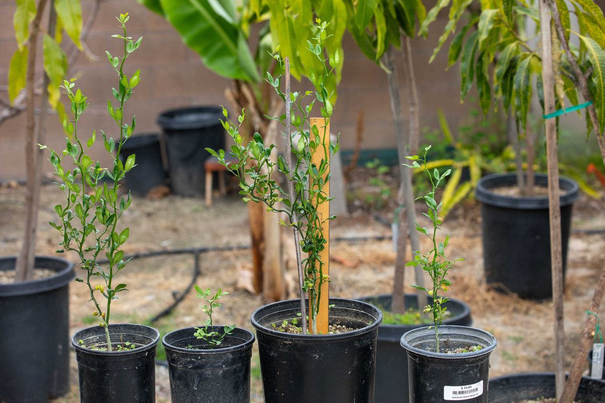 8U1A1134  Flying Dragon Citrus Seedling Plants in #1 Pots (5-16-24)