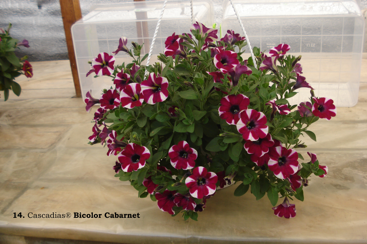 14. Cascadias® Bicolor Cabarnet (1)