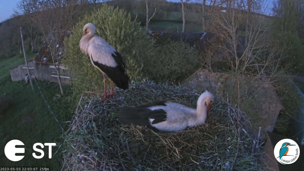 Baltie stārķi (Ciconia ciconia) Tukuma novadā - LDF tiešraide __ White storks in Tukums, Latvia 13-3