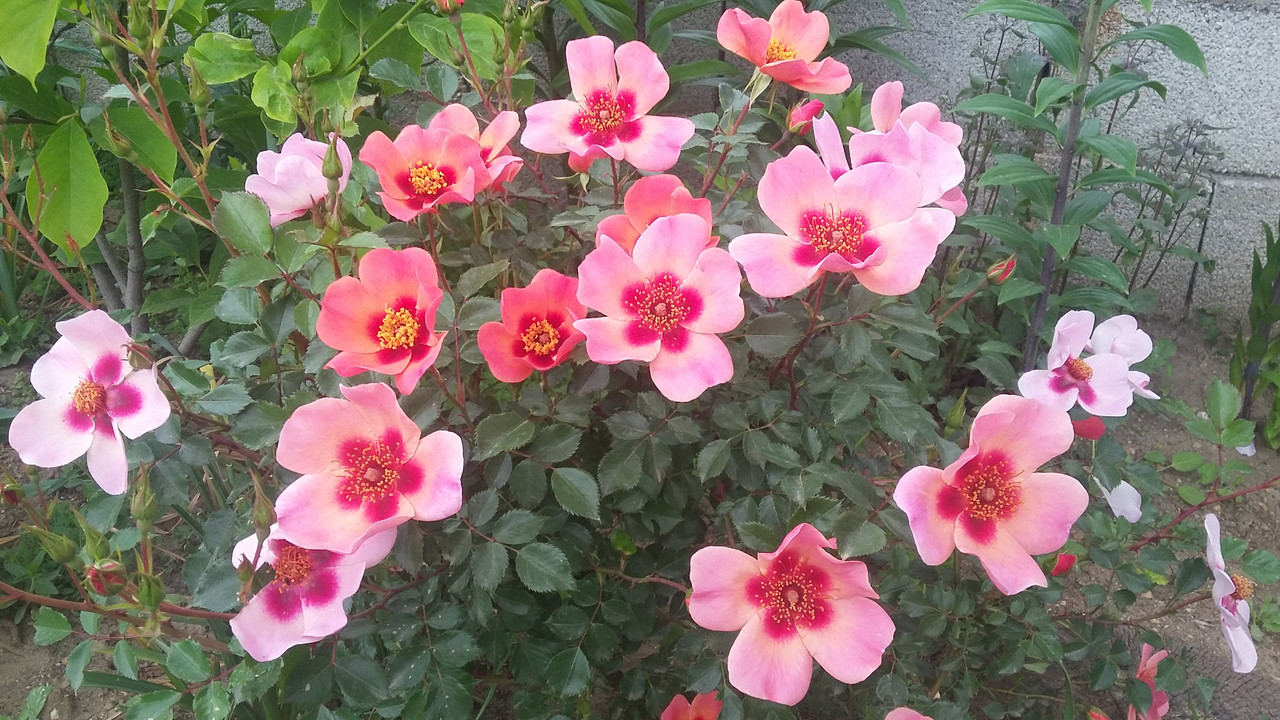 20190505_095234