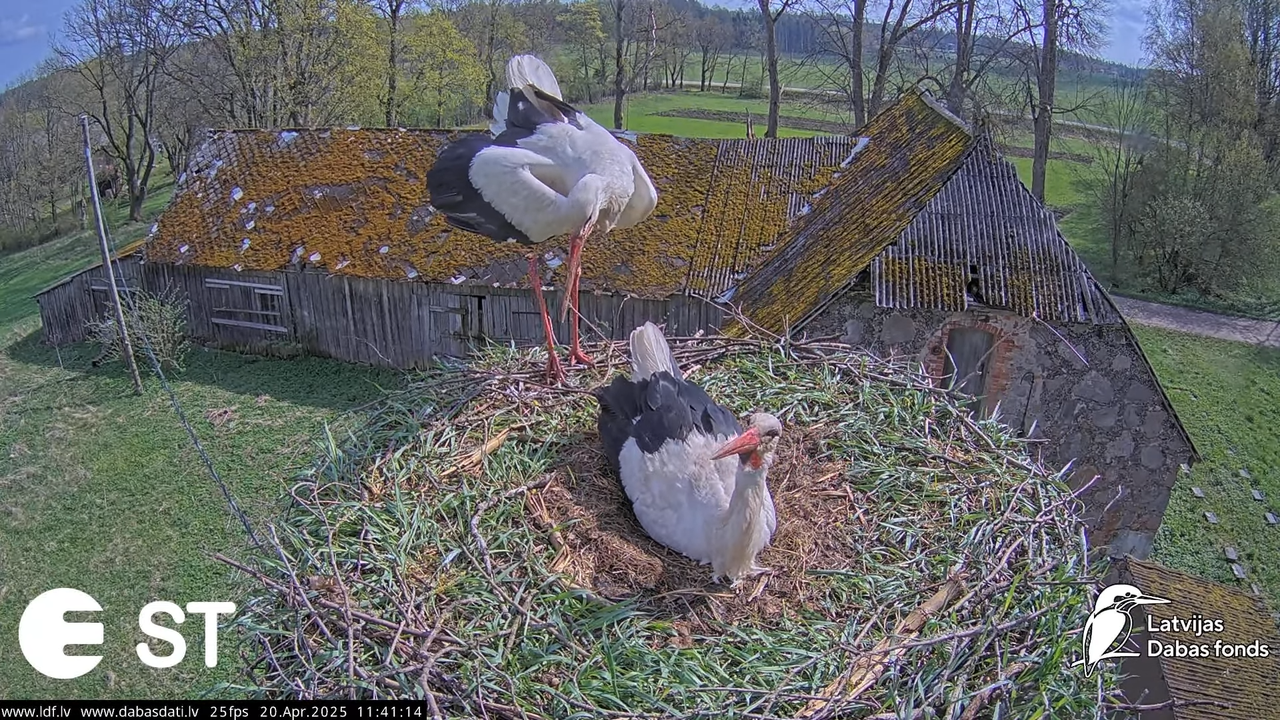 (42) Baltie stārķi (Ciconia ciconia) Tukuma novadā __ White storks in Tukums, Latvia - YouTube - 837