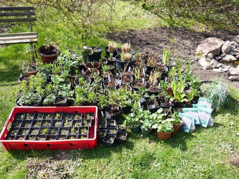 2014-04-20 Gräserbeet1