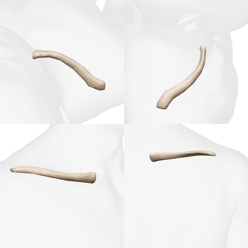 Articulations du Pied