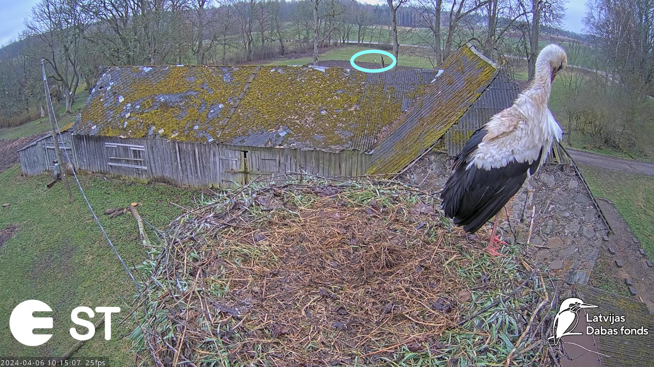 Baltie stārķi (Ciconia ciconia) Tukuma novadā - LDF tiešraide __ White storks in Tukums, Latvia 13-1