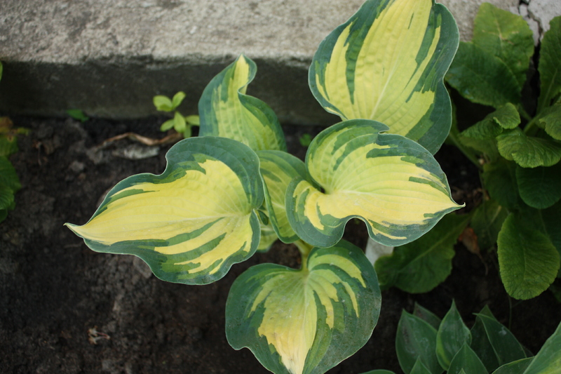 Изображение 1102