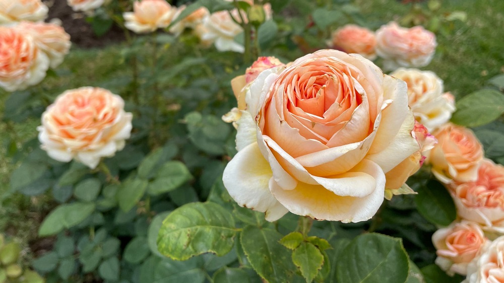 1655808497874-rosen-baden-baden-roseneneuheiten-120-106-v-16x9-2d-XL-77ed5d09bafd4e3cf6a5a0264e5e16