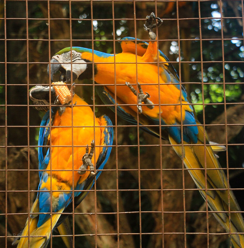 orange-parrots.jpg