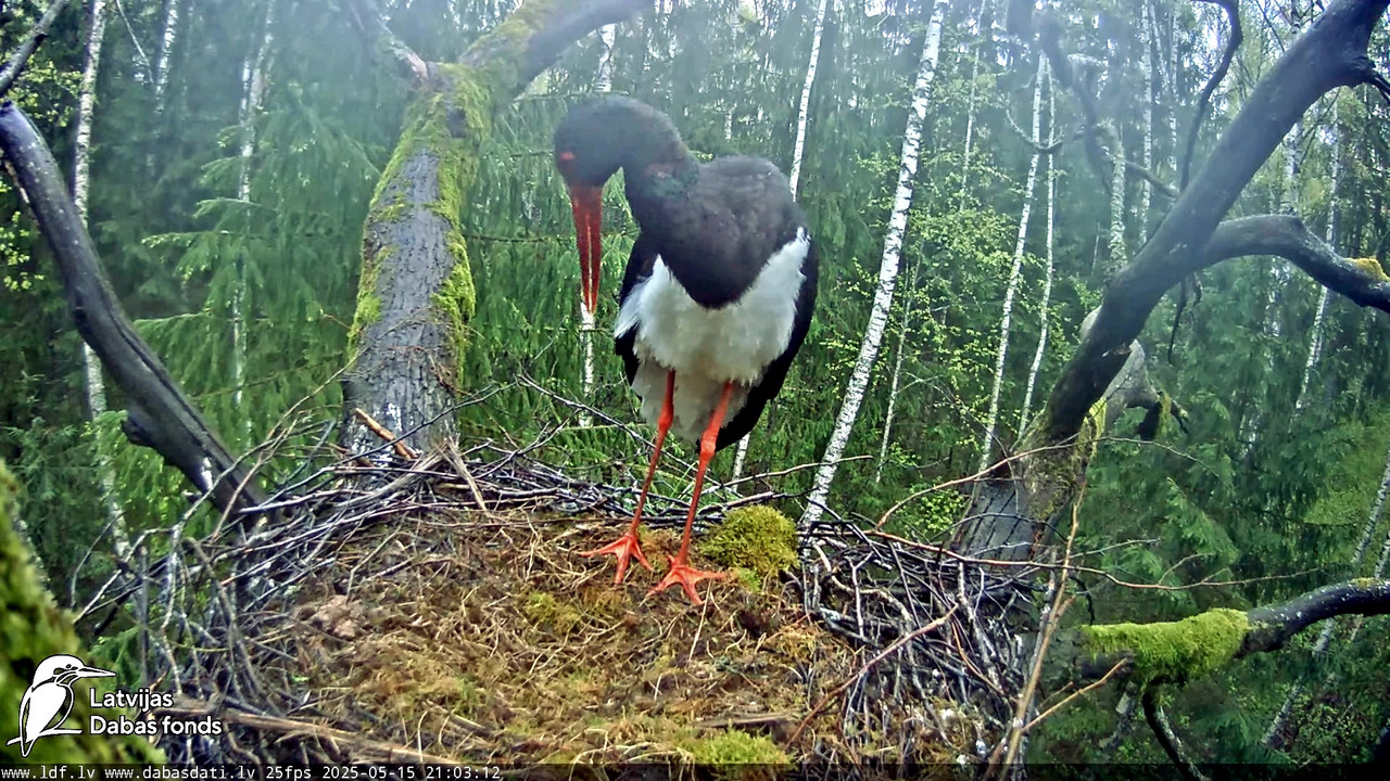 vlcsnap-2025-05-16-06h46m07s344