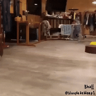 daily-gifdump-3296-01.gif