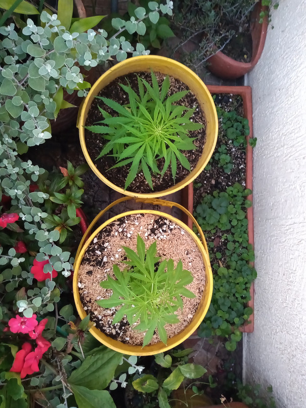 IMG_20200921_174611199