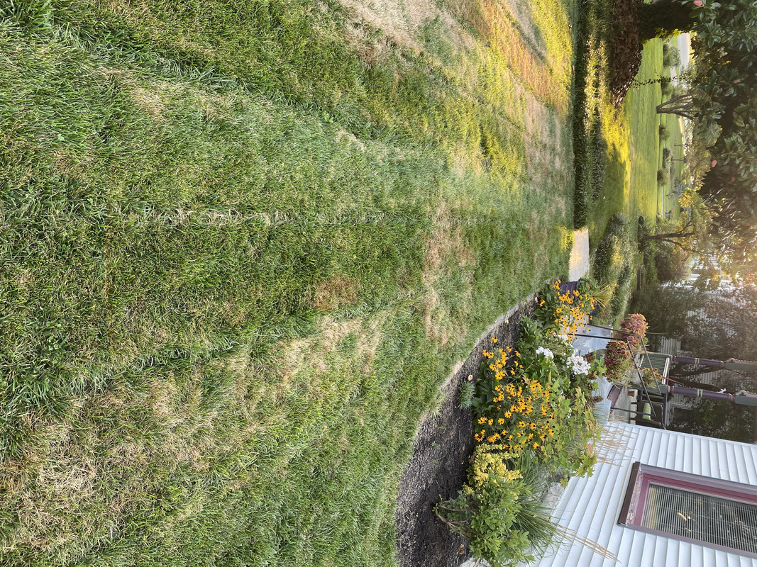 Lawn_Photo2