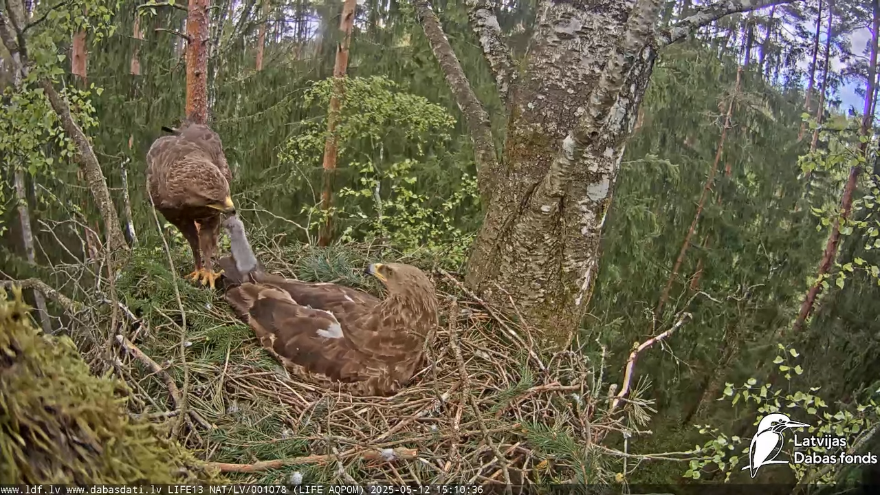 Mazais ērglis (Clanga pomarina), ligzda bērzā 17-20-32 screenshot