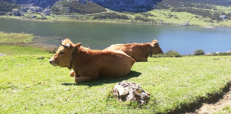 ESCAPADA POR ASTURIAS ORIENTAL - Blogs de España - LAGOS DE COVADONGA-PICO JULTAYU-COVADONGA Miércoles 9 de Septiembre (5)