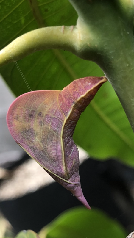 EB30D2B4-A2C5-47FA-8480-BE4E7B0089EA