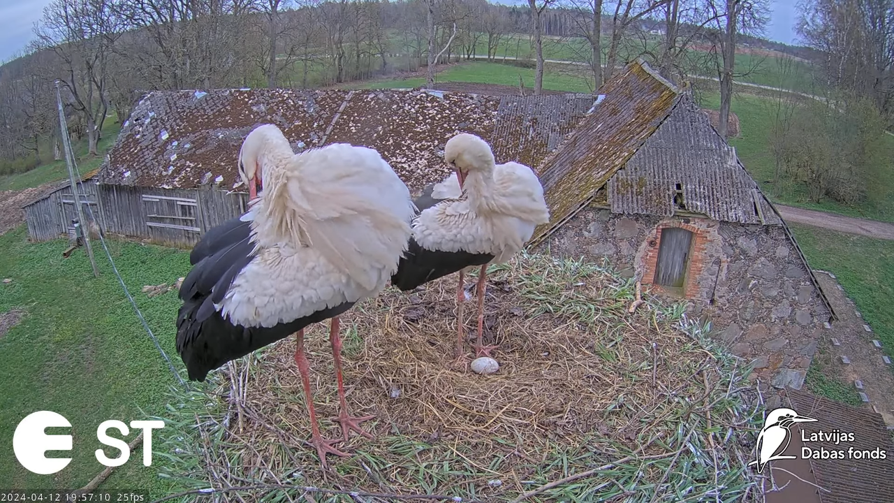 Baltie stārķi (Ciconia ciconia) Tukuma novadā - LDF tiešraide __ White storks in Tukums, Latvia 16-2