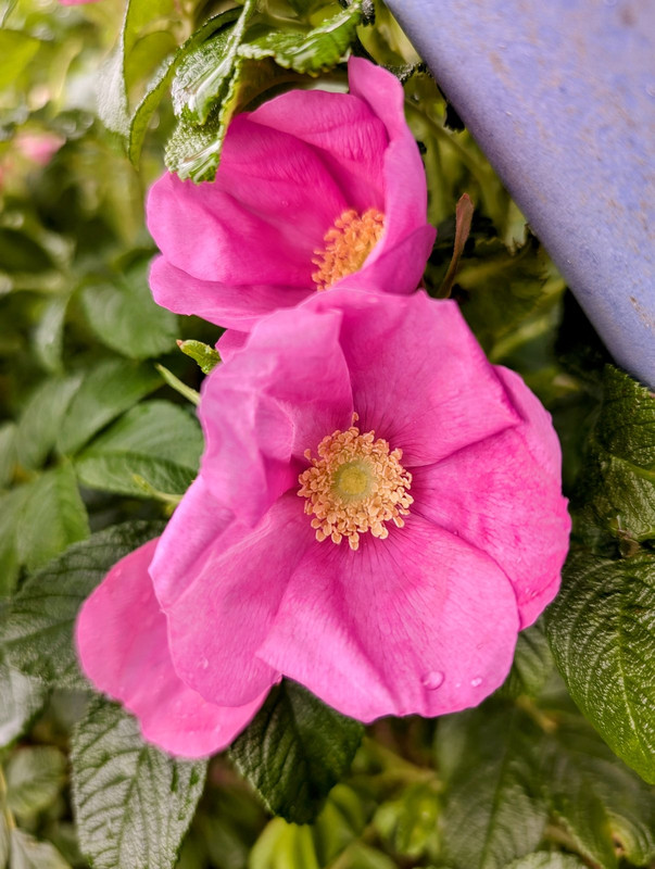 PXL_20240717_100037793.MP~2