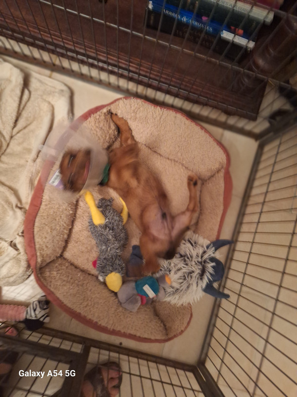 [Image: 20240920-220459.jpg]