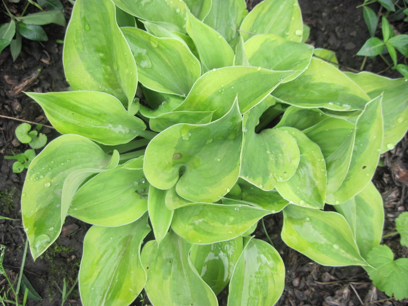 Radiant Edger