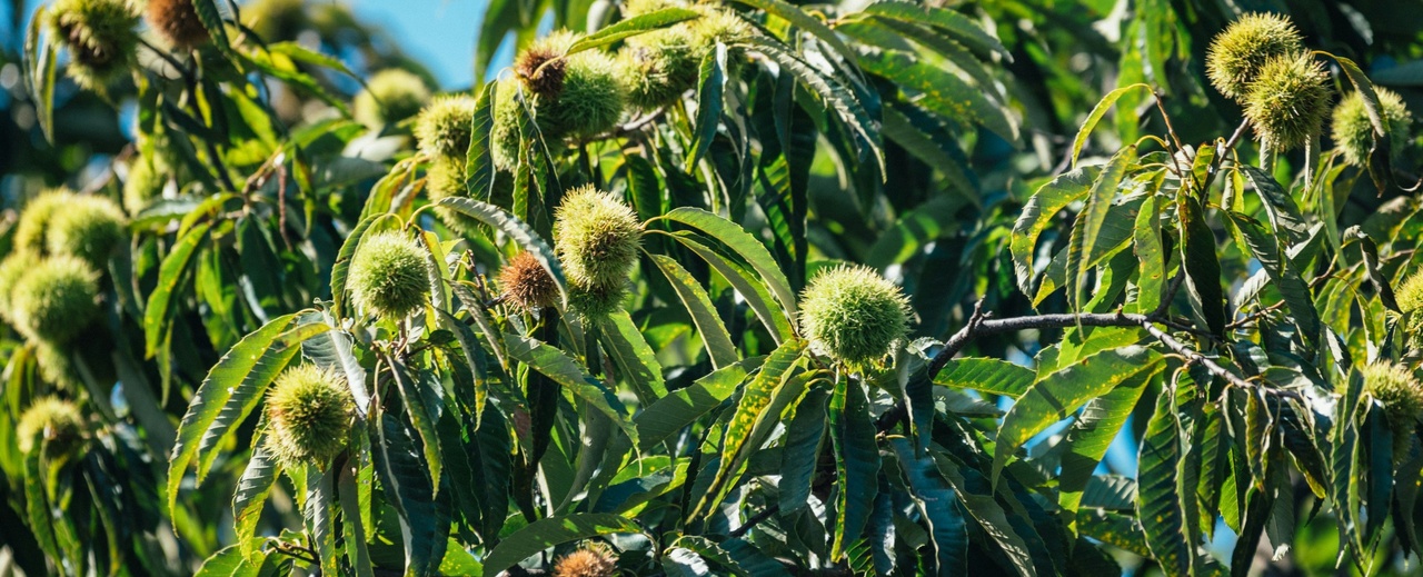 Dettaglio del castagneto di Marrone Segnino