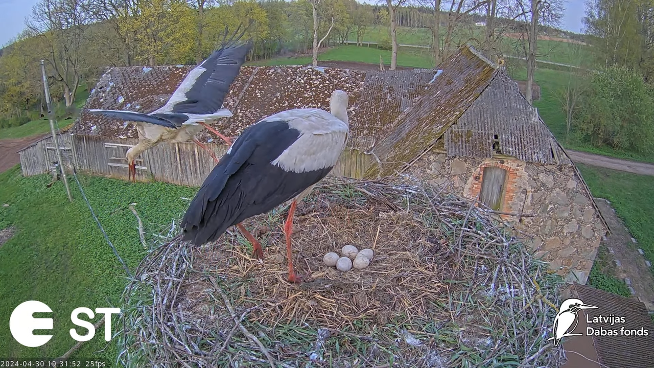 Baltie stārķi (Ciconia ciconia) Tukuma novadā - LDF tiešraide __ White storks in Tukums, Latvia 12-4