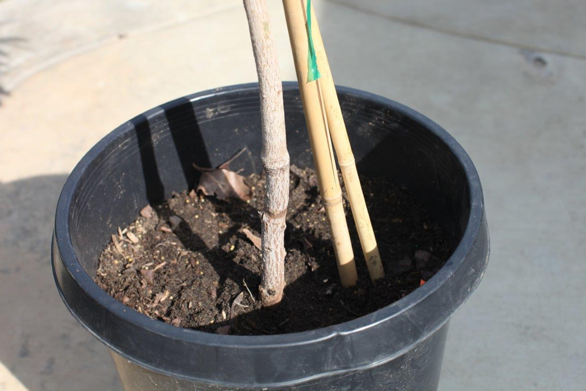 IMG_6115  Haysa Sapodilla lower graft union (10-