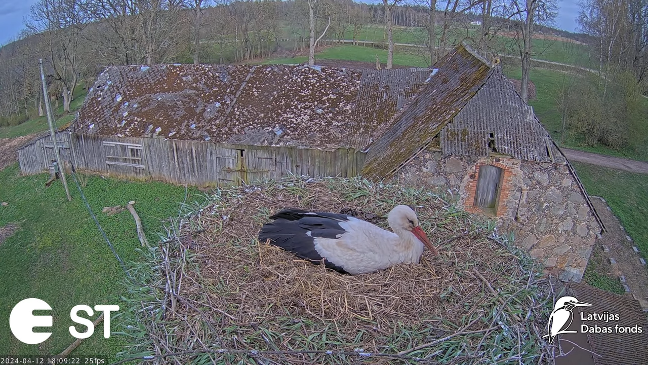 Baltie stārķi (Ciconia ciconia) Tukuma novadā - LDF tiešraide __ White storks in Tukums, Latvia 10-3