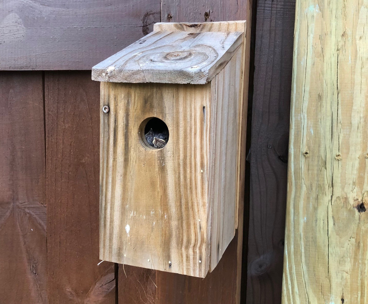 Baby Bluebirds Birdhouse
