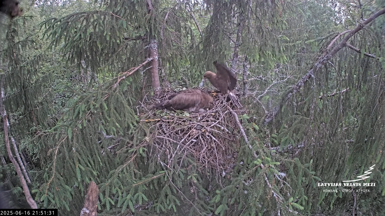 LVM mazais ērglis Lisiņa, egle2 – Lesser Spotted Eagle 13-30-56 screenshot (1)